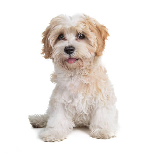 Kennel club hot sale cavapoo